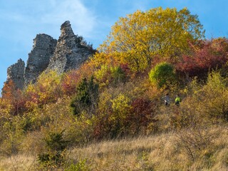 forest fall autumn