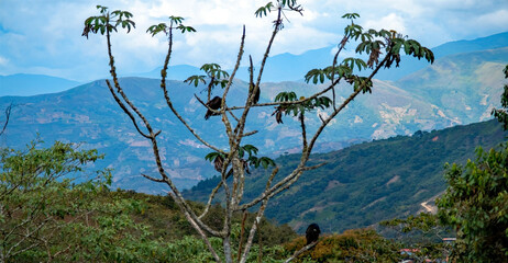 vultures