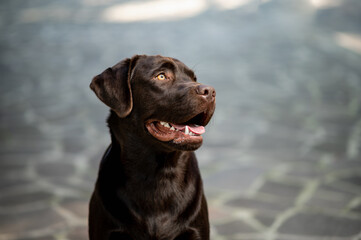 Close-up portrait of beautiful junior chocolate labrador in outdoors with copy space.