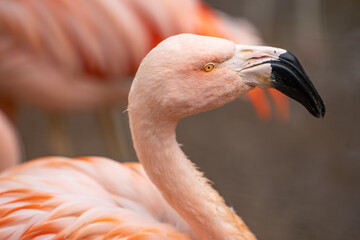 Fototapeta premium Close up of pink flamingo. 