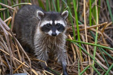 Raccoon sits in the grass in the evening. Wildlife photography. 
