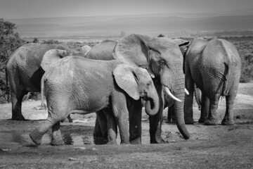 Fototapeta premium African Elephant