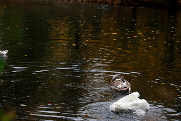 Swans in the water