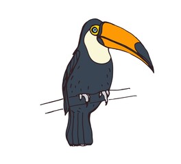 Tropical toucan. Exotic jungle bird with big beak sitting on branch. Realistic drawing of South American feathered tucan from Hawaii. Colored drawn vector illustration isolated on white background © Good Studio