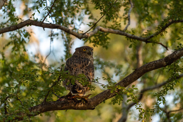 Brown fish owl or Bubo zeylonensis or Ketupa zeylonensis perched on tree with frog kill in his claw at ranthambore national park rajasthan india