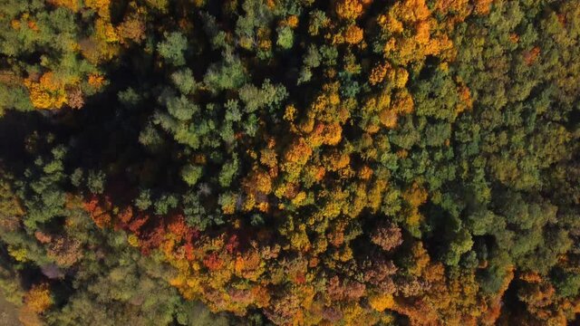 Beautiful autumn aerial looking down at the tops of green, red, yellow and orange colored fall foliage in a forest on hills.