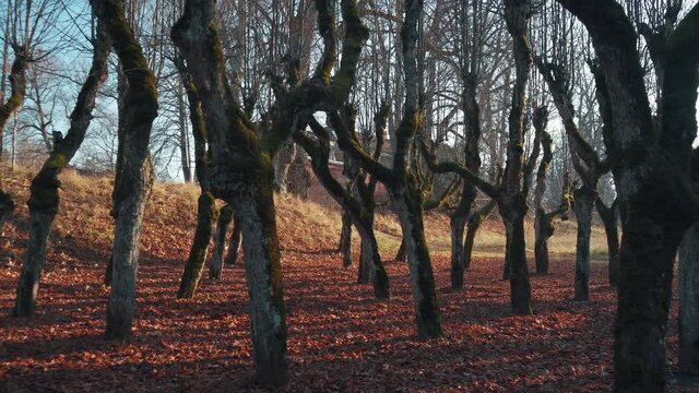 Old Linden Alley, Katvaru Manor Park, Latvia  Looks So Ghostly Spoky Like Fairy Tales. Linden Tree Alley in Autumn With Interesting Light and Shadow, Famos Travel Destination Katvaru Manor Linden