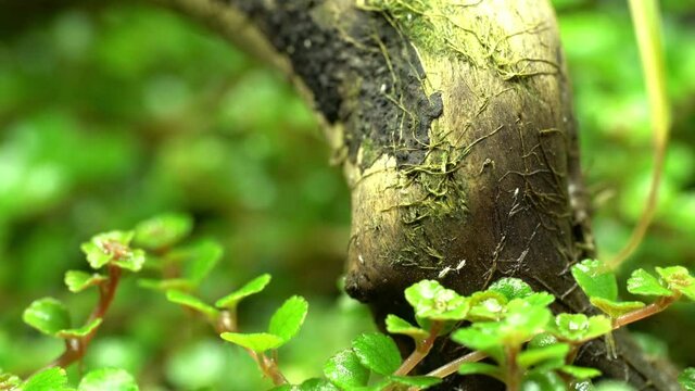 A group springtails or collembola living on wood, about 1-1,5mm long insects. 