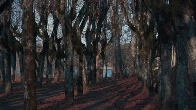 Old Linden Alley, Katvaru Manor Park, Latvia  Looks So Ghostly Spoky Like Fairy Tales. Linden Tree Alley in Autumn With Interesting Light and Shadow, Famos Travel Destination Katvaru Manor Linden