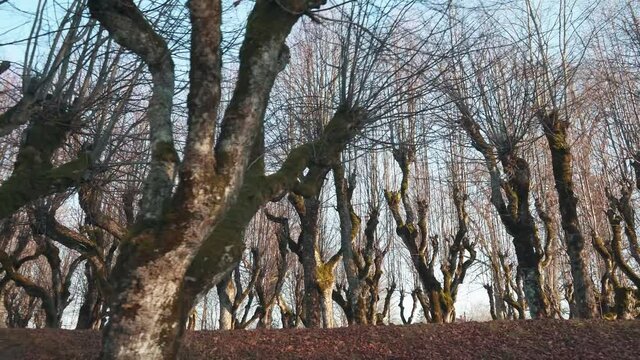 Old Linden Alley, Katvaru Manor Park, Latvia  Looks So Ghostly Spoky Like Fairy Tales. Linden Tree Alley in Autumn With Interesting Light and Shadow, Famos Travel Destination Katvaru Manor Linden