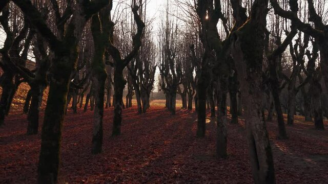 Autumn Landscape Old Linden Alley, Katvaru Manor Park, Latvia  Looks So Ghostly Spoky Like Fairy Tales. Linden Tree Alley in Autumn With Interesting Light and Shadow, Famos Travel Destination Europe