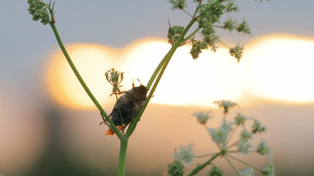 Melolonthinae Beetle Melolonthini On Anthriscus sylvestris at summer sunset. Cow parsley, wild chervil, wild beaked parsley, Queen Anne's lace or keck, is a herbaceous biennial or short-lived