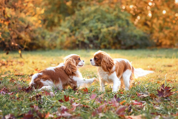 two dogs cavalier king charles spaniel playing in the fall on the grass and red leaves