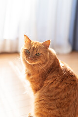 逆光に透ける猫　茶トラ猫