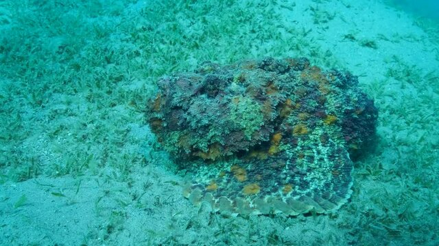 Camera moves around the Stonefish. Close-up of the Stonefish lies on sandy bottom covered with green seagrass. Reef Stonefish (Synanceia verrucosa), slow motion