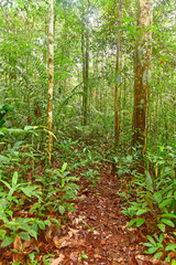Amazon rainforest in Brasil