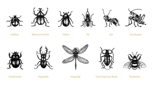 Insects, drawn set. Beetles collection in vector.
