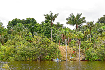Fototapeta na wymiar Amazon flooded forest in Manaus, Brasil