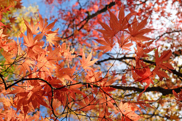 Naklejka na ściany i meble Bright and colourful Japanese maple leaves during the autumn,