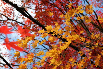 Bright and colourful Japanese maple leaves during the autumn,