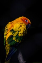 Obraz premium bird
