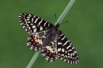 upperwing of Zerynthia polyxena (southern festoon) butterfly