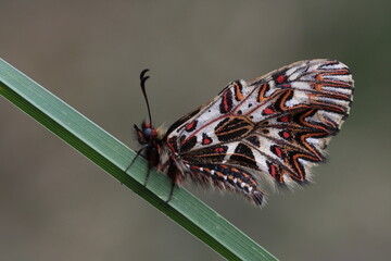 southern festoon (Zerynthia polyxena) butterfly