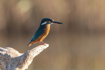 Common Kingfisher ( Alcedo atthis ) sitting on a branch