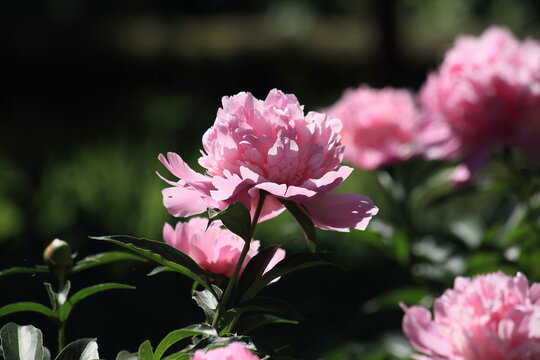 Group of fresh pink peonies in the garden in the summer. Favorite garden flowers. High quality photo
