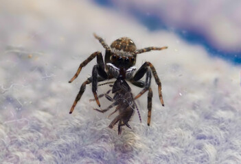 selective focus blur jumping spider 