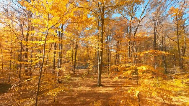 Flying drone in beautiful marvelous orange yellow colored sunny forest autumn landscape environment wilderness. Aerial FPV flight.