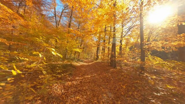 FPV drone flying forest footage. Spectacular motion views of multi-colored autumn wild woods tree landscape. Cinematic flight. Fall season journey.