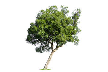 Isolated green tree on white background, Trees isolated on white background, tropical trees isolated used for design, advertising and architecture.
