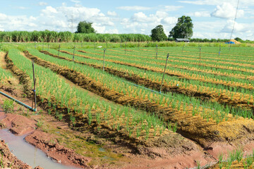 Fototapeta na wymiar Field with sown young onion plants in the summer season.