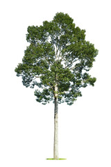 Isolated green tree on white background, Trees isolated on white background, tropical trees isolated used for design, advertising and architecture.