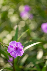 flower and fresh in the garden.Flower and copy space. selective focus.