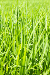 Rice is growth in the rice paddies.Bright green grass.The seedlings of rice are light green.