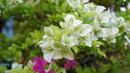 white and pink flowers