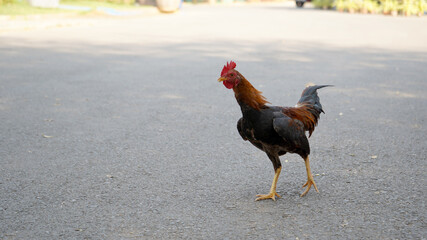 rooster in the farm