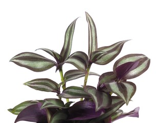 Photo of Inch plant or Wandering jew