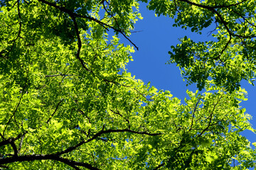 Acacia tree leaves glowing in the sunlight, set against a beautiful blue sky background
