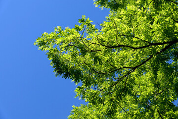 Acacia tree leaves glowing in the sunlight, set against a beautiful blue sky background
