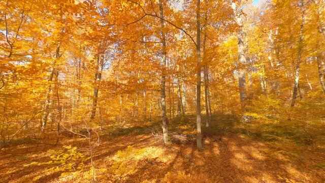 Cinematic forest in aerial drone. FPV maneuverable flight in beautiful colorful autumn october forest landscape. Wild woods. Adventure concept.