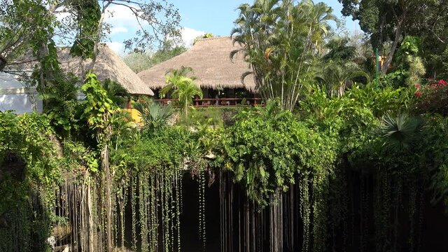 Top of the Ik Kil cenote sinkhole with green leafs and vines. Tinum Municipality, Yucatan, Mexico