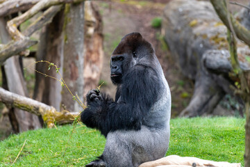 Gorilla Mann Zoo Schmieding Austria