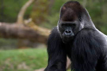 Gorilla Mann Zoo Schmieding Austria