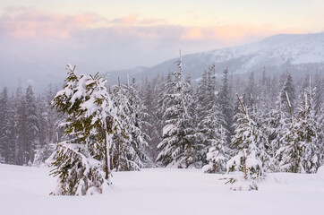 Winter landscape with fir trees. Fir trees covered with snow on a mountain slope. Morning in the winter mountains.