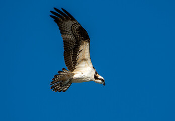 Osprey Bird in Flight