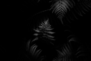 Black and white toned fern leaves petals background. foliage. Tropical leaf. Exotic forest plant. Botany concept. Ferns jungles close up. jungle atmosphere and calm zen meditation