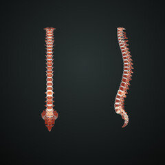 The vertebral column, also known as the backbone or spine, is part of the axial skeleton. The vertebral column houses the spinal canal, a cavity that encloses and protects the spinal cord.

 - obrazy, fototapety, plakaty